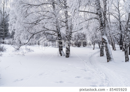 Winter snowy landscape with trees covered with frost and snow 85405920