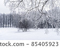 Winter snowy landscape with trees covered with frost and snow 85405923
