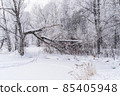Winter snowy landscape with trees covered with frost and snow 85405948