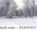 Winter snowy landscape with trees covered with frost and snow 85405953