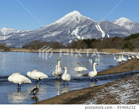 Mt. Bandai and swans seen from Lake Inawashiro in Fukushima Prefecture in December 2021 Mt. Bandai and swans seen from Lake Inawashiro in Fukushima Prefecture in December 2021 85406232