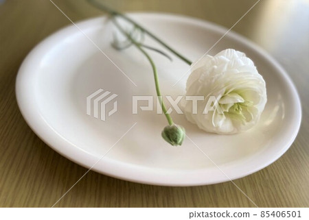 白盤和毛茛 白盤和毛茛 85406501