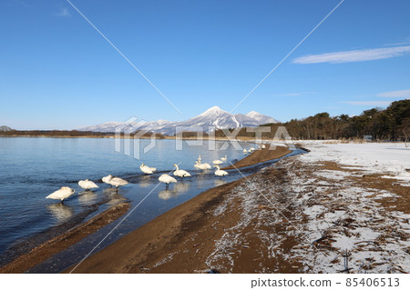 2021年12月從福島縣豬苗代湖看到的萬代山和天鵝 2021年12月從福島縣豬苗代湖看到的萬代山和天鵝 85406513