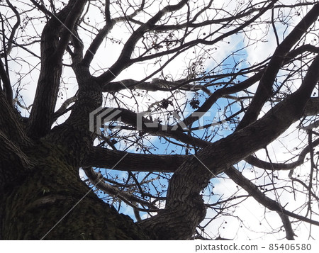Sweetgum in winter 85406580