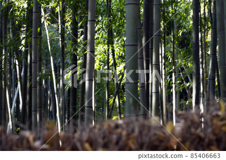 竹林 85406663