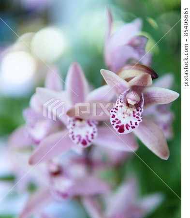 粉蘭大蘭*豎長方形構圖 粉蘭大蘭*豎長方形構圖 85406665