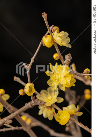 Ideal for the entrance of the New Year. Ideal for the entrance of the New Year. 85406905