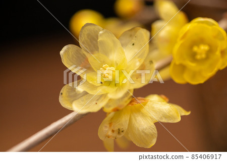 一種甜香的冬花，日本五香粉 85406917