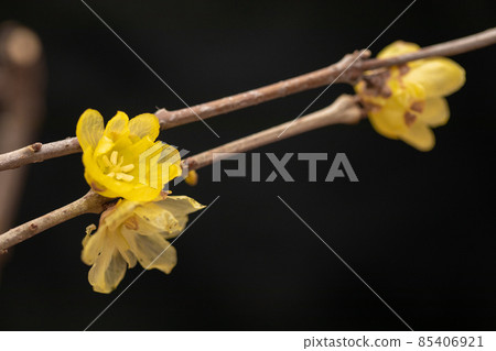 Genshin Roume Ume Genshin Roume Ume 85406921