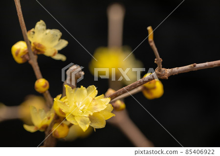 日本五香梅，黃花 85406922