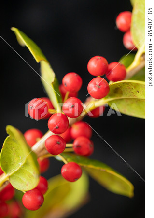 Holly with cute red fruits, black background for both Christmas and New Year Holly with cute red fruits, black background for both Christmas and New Year 85407185