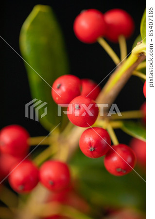 Holly with cute red fruits, black background for both Christmas and New Year Holly with cute red fruits, black background for both Christmas and New Year 85407186