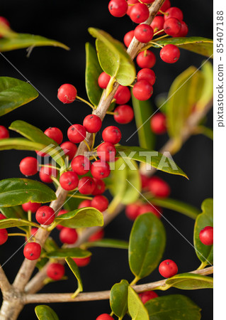 Holly black background for both Christmas and New Year 85407188