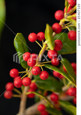 Holly black background for both Christmas and New Year 85407189