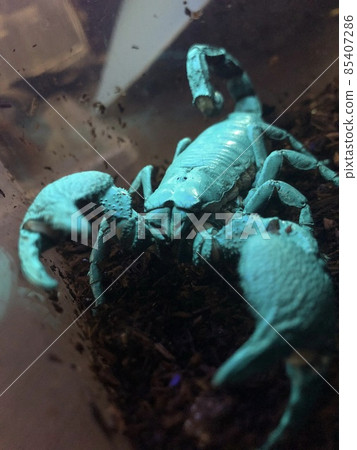 發出藍光的帝王蠍 Pandinus imperator 85407286