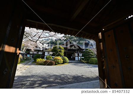 Cherry blossoms in Bishamonto Cherry blossoms in Bishamonto 85407332