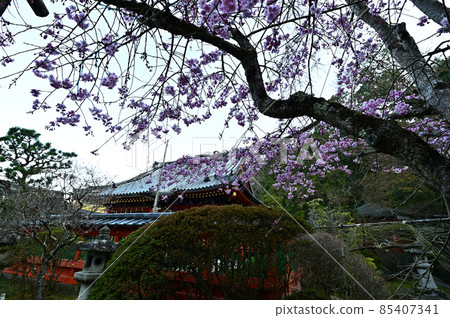Bishamonto的櫻花 85407341