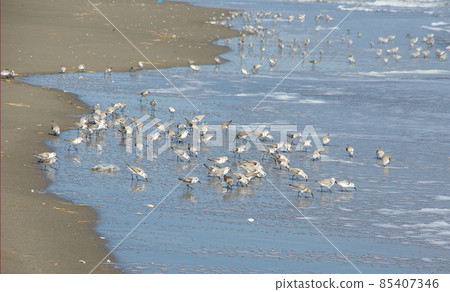 Sanderling at Kujukuri Beach 85407346