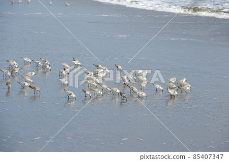 Sanderling at Kujukuri Beach 85407347