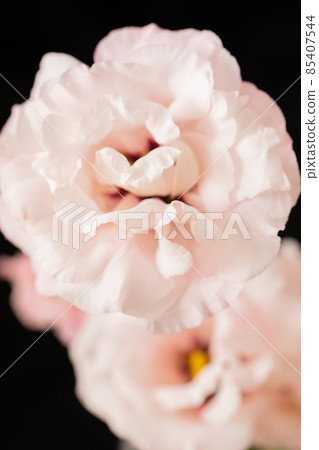 Pink eustoma romance large flower Pink eustoma romance large flower 85407544