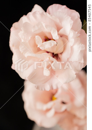 粉色洋桔梗浪漫大花 85407545