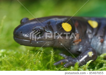 Closeup on the head of a male spotted salamamnder, Ambystoma maculatum on green moss 85407855