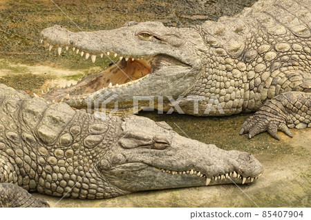Two Nile crocodiles, Crocodylus niloticus, resting together on the board of a waterside Two Nile crocodiles, Crocodylus niloticus, resting together on the board of a waterside 85407904