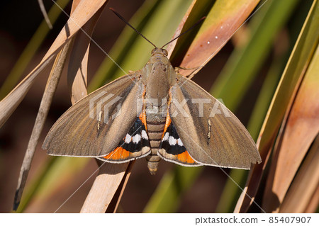 The palm tree butterfly , Paysandisia archon is a fast spreading, introduced, pest species From Uruguya and Argentina that attacks palm trees 85407907