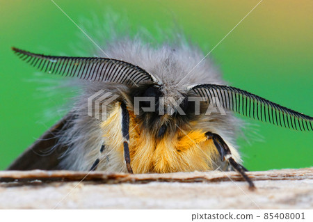 Frontal closeup on a hairy adult muslin moth, Diaphora mendica with it's remarkable antenna Frontal closeup on a hairy adult muslin moth, Diaphora mendica with it's remarkable antenna 85408001