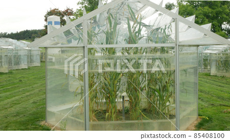 Science greenhouse research open top chambers climate change, corn maize Zea mays ear, scientific on genetics and genes, modern greenhouses observation, scientist harvests, technology technical Science greenhouse research open top chambers climate change, corn maize Zea mays ear, scientific on genetics and genes, modern greenhouses observation, scientist harvests, technology technical 85408100