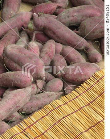 Harvesting sweet potatoes Harvesting sweet potatoes 85408151