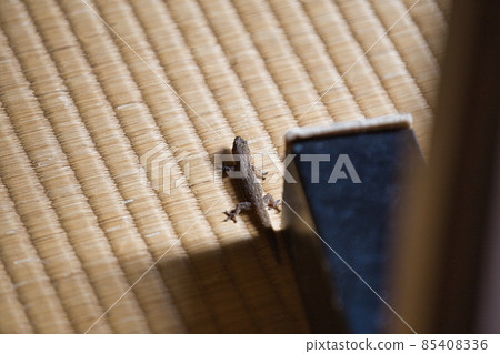 Gecko (Yaru) 85408336