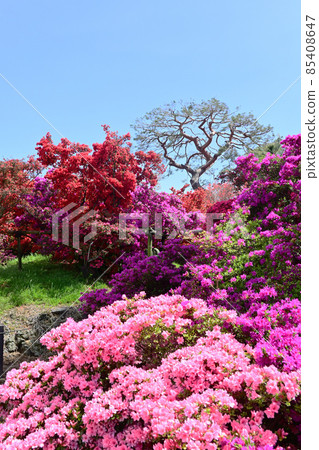 Azalea no Oka Azalea no Oka 85408647
