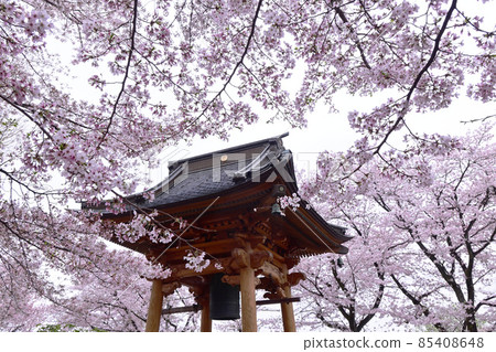 Cherry blossoms and bell towers Cherry blossoms and bell towers 85408648