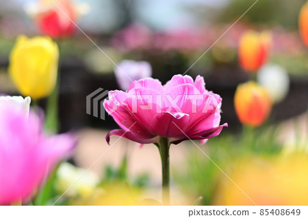Tulip flower bed Tulip flower bed 85408649