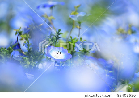 淡藍色的花朵 淡藍色的花朵 85408650