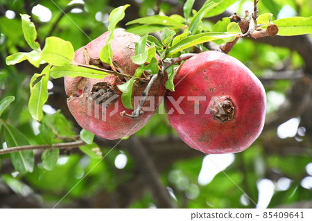 石榴（石膏） 85409641