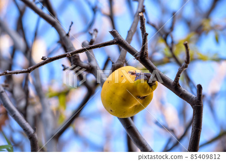 Ripe quince fruit on the tree 85409812