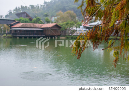 臺灣,冬季,車埕,雨滴,濕氣,生態,霧氣,貯木池 85409903