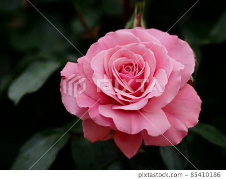 Rose "Sexy Rexy" 85410186