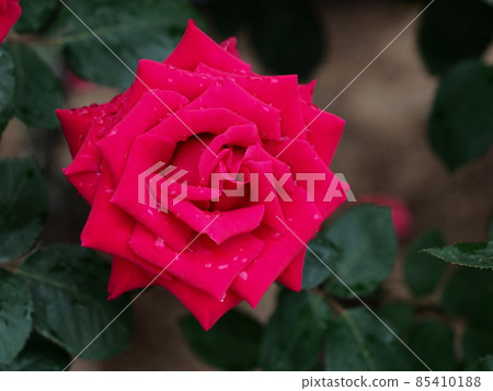 Rose "cardinal" 85410188