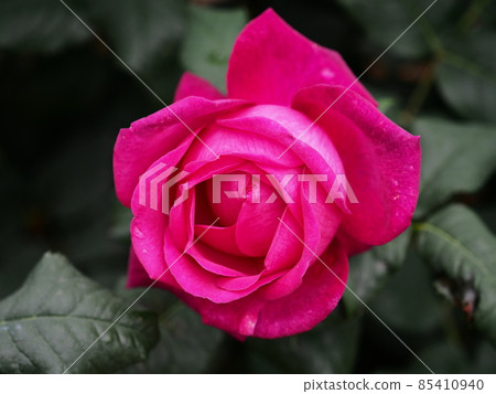 Rose "Goethe Rose" Rose "Goethe Rose" 85410940