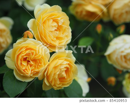 Rose "Graham Thomas" 85410953