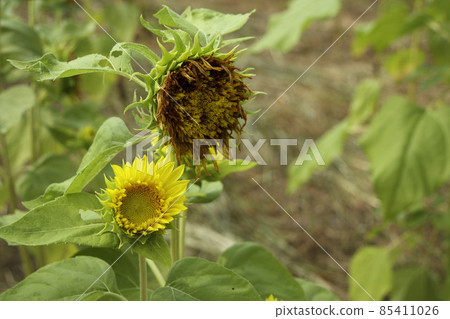 濕向日葵花 濕向日葵花 85411026