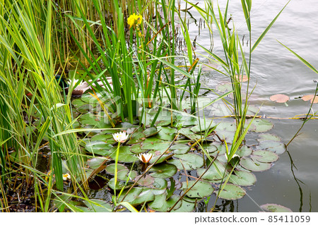 A wild duck swims on a pond in reeds with river lilies to hide in leafy plants and to be invisible, wildlife. 85411059