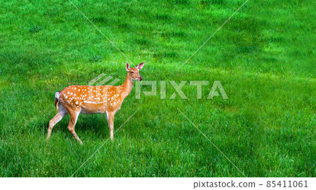 a young deer walks on a green lawn on the slope of a nature reserve with a hilly landscape rare fawn species of wild animals in nature. 85411061