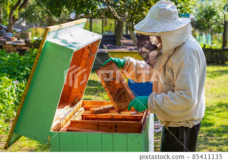 a beekeeper in a protective suit examining honeycomb in a hive in an apiary on a sunny day 85411135