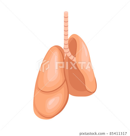 Human Organs Lungs Composition 85411317
