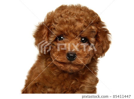 Close-up portrait of a red Toy Poodle puppy Close-up portrait of a red Toy Poodle puppy 85411447