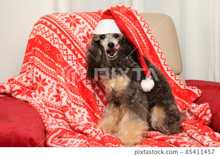 Dwarf poodle puppy in a red Santa hat Dwarf poodle puppy in a red Santa hat 85411457